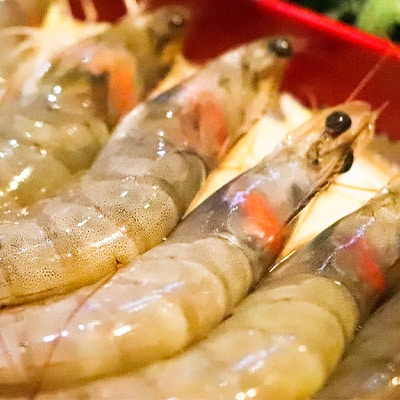 Shrimp